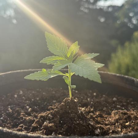 Tropicana Cookies Auto 馃崓馃崻 - Outdoor