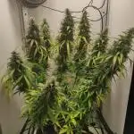 Auto critikal kush XXL
