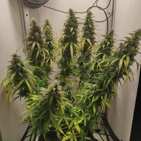 Auto critikal kush XXL
