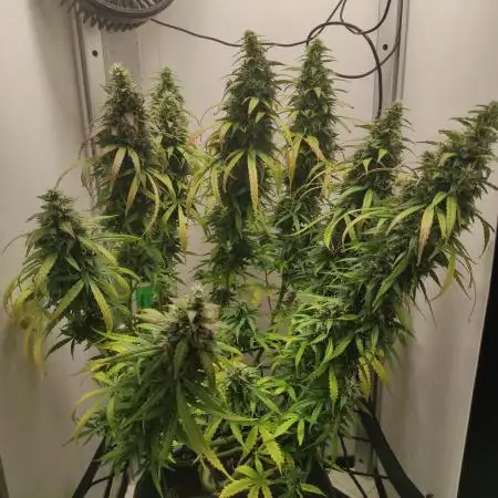 Auto critikal kush XXL