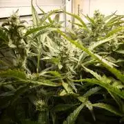 Pineapple slush XL Auto
