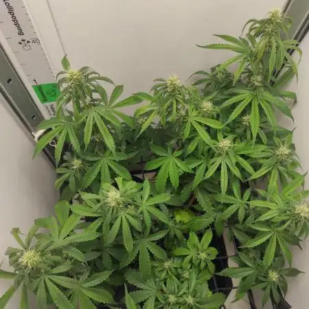 Critical kush xxl auto