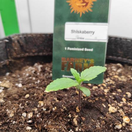 Shiskaberry
