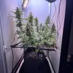 Critical kush xxl auto