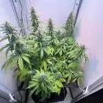 Critical kush xxl auto