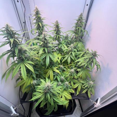 Critical kush xxl auto