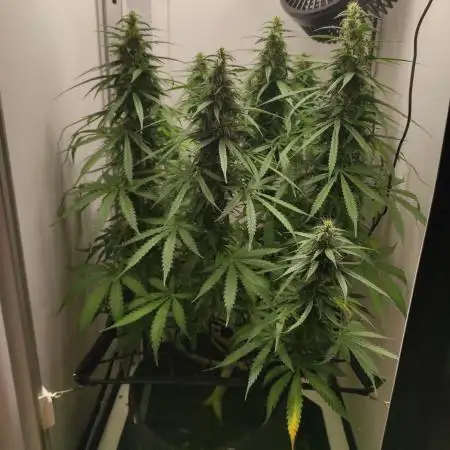 Auto critikal kush XXL