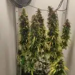 Auto critikal kush XXL
