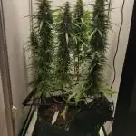 Auto critikal kush XXL