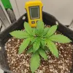 Critical kush xxl auto