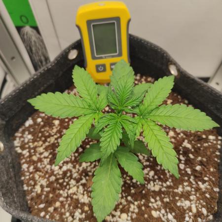 Critical kush xxl auto