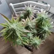 Shiskaberry