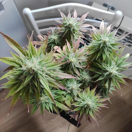 Shiskaberry