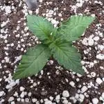 Critical kush xxl auto