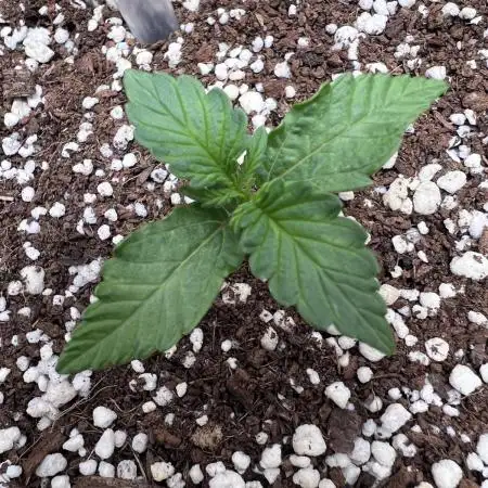 Critical kush xxl auto