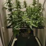 Critical kush xxl auto