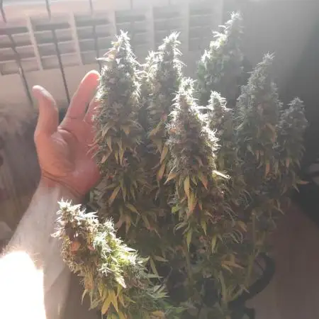 Auto critikal kush XXL