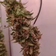 Critical kush xxl auto
