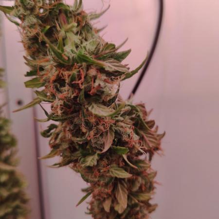 Critical kush xxl auto