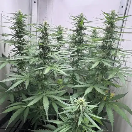 Auto critikal kush XXL