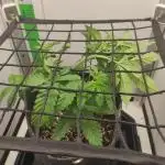 Critical kush xxl auto