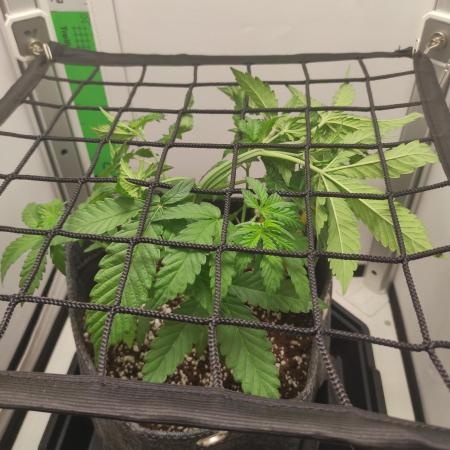 Critical kush xxl auto