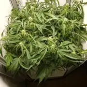Pineapple slush XL Auto