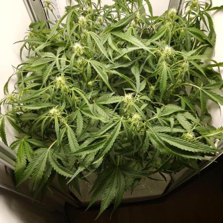Pineapple slush XL Auto