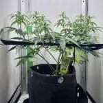 Critical kush xxl auto