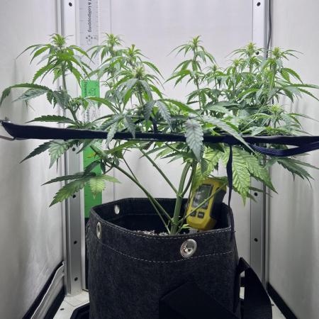 Critical kush xxl auto
