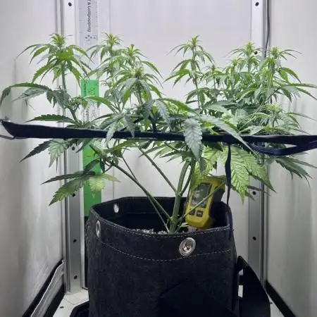 Critical kush xxl auto
