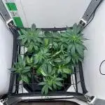 Critical kush xxl auto