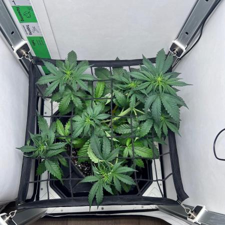 Critical kush xxl auto