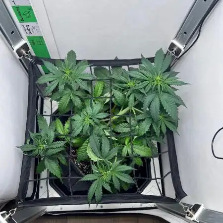 Critical kush xxl auto