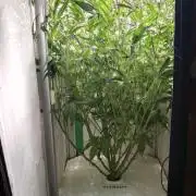 Pineapple slush XL Auto