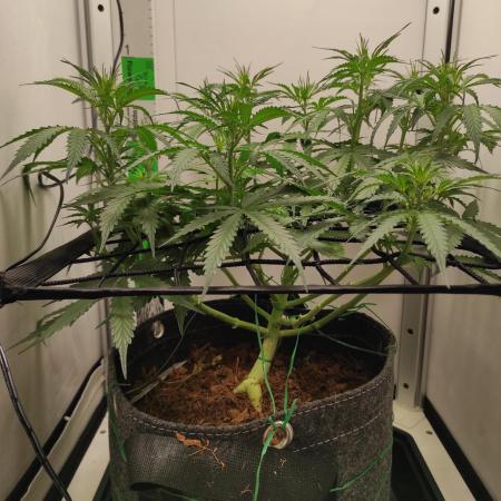 Auto critikal kush XXL