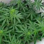 Auto critikal kush XXL