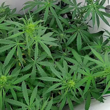 Auto critikal kush XXL