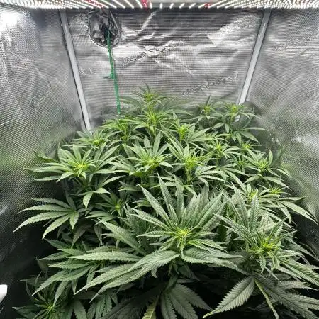 Summer Grow