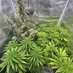 Summer Grow