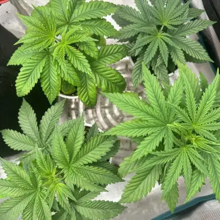 Summer Grow