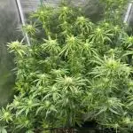 Summer Grow