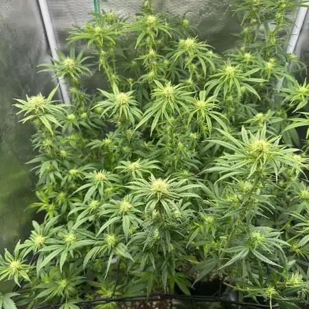 Summer Grow