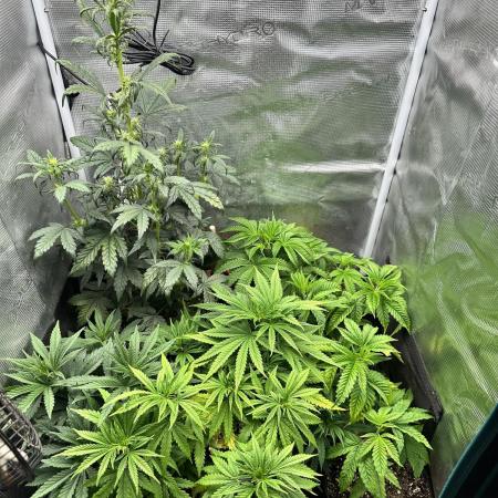 Summer Grow