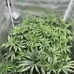 Summer Grow