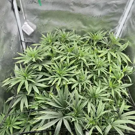 Summer Grow