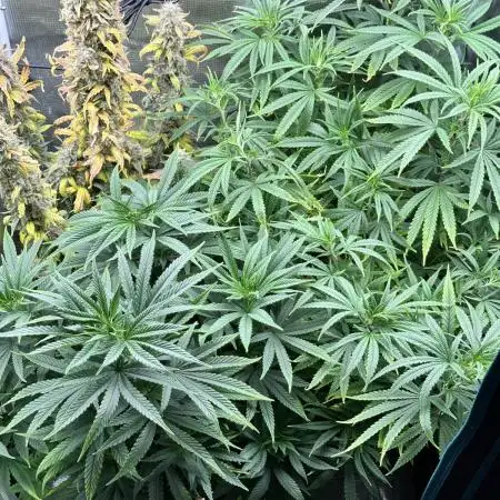 Summer Grow