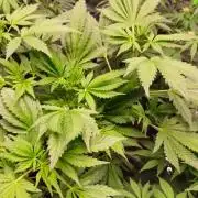 Banana Purple Punch Auto RF3