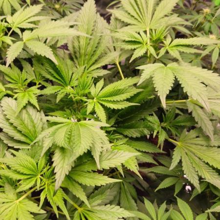 Banana Purple Punch Auto RF3