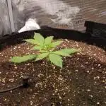 Guave Auto FastBuds